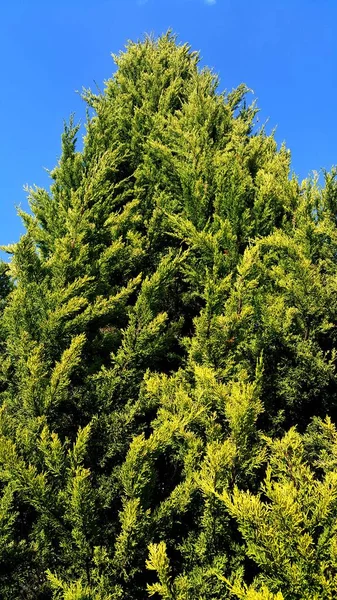 Pionowe Ujęcie Cedrowego Drzewa Cytrynowego Wiecznie Zielonego Verdant Big Forest — Zdjęcie stockowe