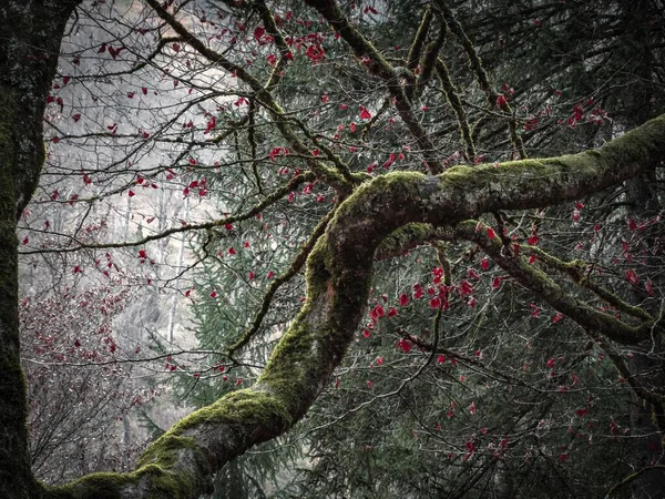 Vue Des Branches Torsadées Couvertes Lichens Crée Une Vue Imprenable — Photo