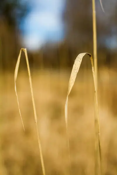 Eine Vertikale Nahaufnahme Von Trockenen Pflanzen Auf Einem Feld — Stockfoto