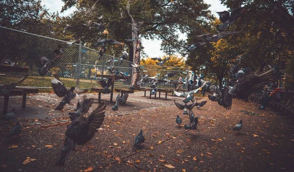 Pássaros Parque Durante Primavera — Fotografia de Stock