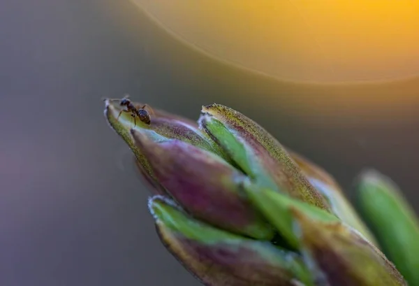 Una Macro Toma Una Hormiga Sobre Una Planta Verde Sobre —  Fotos de Stock