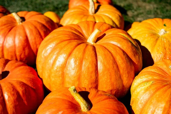 Closeup Heap Ripe Pumpkins Harvest Season — Stock Photo, Image