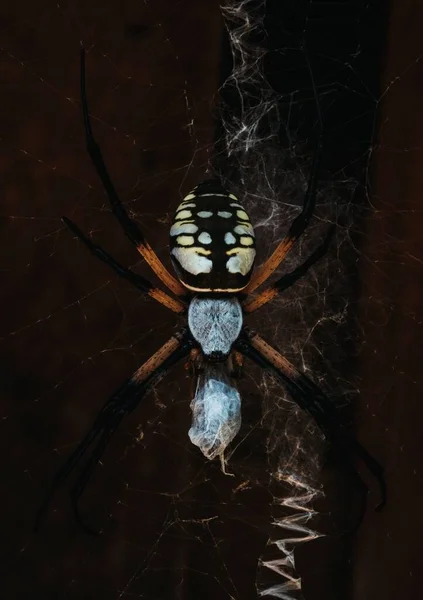Detailní Záběr Žlutého Zahradního Pavouka Pavučině Tmavým Pozadím — Stock fotografie