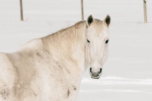Selektive Nahaufnahme Eines Weißen Pferdes Vor Dem Tiefschnee Hintergrund — Stockfoto
