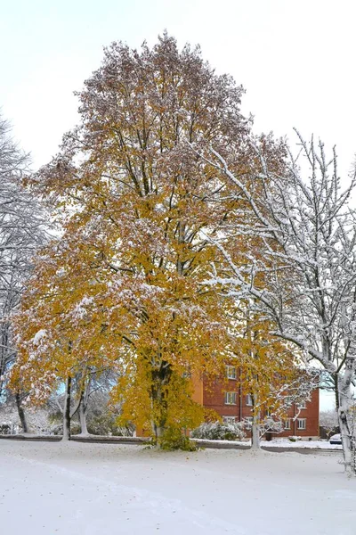 Вертикальный Снимок Дерева Желтой Листвой Зимнем Парке — стоковое фото
