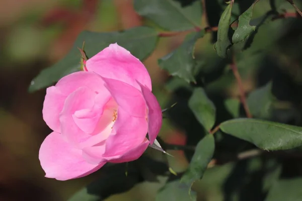 Ένα Κοντινό Πλάνο Ενός Όμορφου Ροζ Τριαντάφυλλου Στον Θάμνο — Φωτογραφία Αρχείου