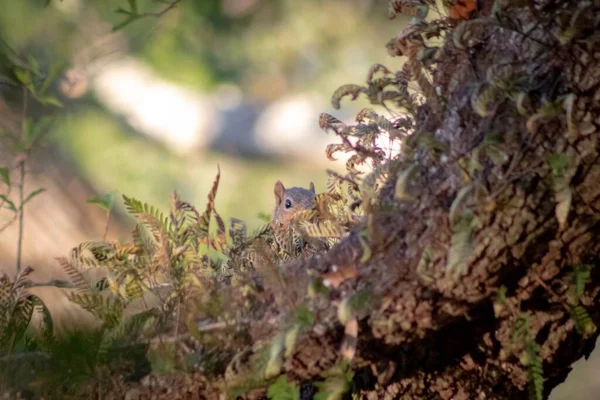 Zbliżenie Wiewiórki Ukrywającej Się Bagażnikiem Roślin Odosobnionym Tle — Zdjęcie stockowe