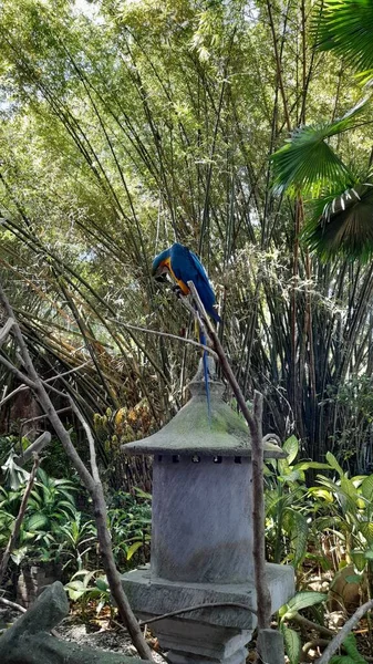 Pássaro Cacatua Que Tem Penas Azuis — Fotografia de Stock