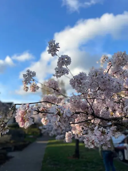 Selective Focus Shot Flowering Cherry Tree Park — Stock Photo, Image