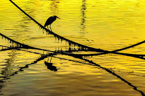 日の出の黄色の光の下で水の上のロープの上に小さな挨拶のシルエット — ストック写真