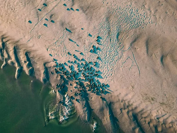 Воздушный Беспилотник Видом Залив Сомма Большой Эстуарий Франции Золотой Час — стоковое фото