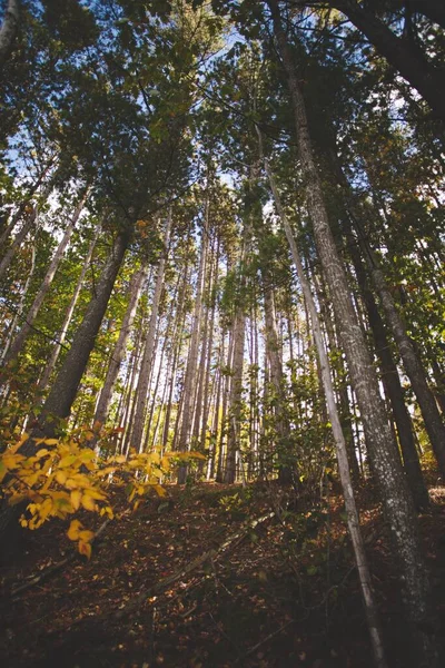 Ένα Κάθετο Πλάνο Ενός Όμορφου Δάσους Στο Οντάριο Του Καναδά — Φωτογραφία Αρχείου