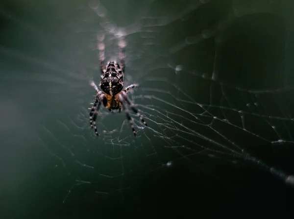 Detailní Záběr Evropského Zahradního Pavouka Webu — Stock fotografie