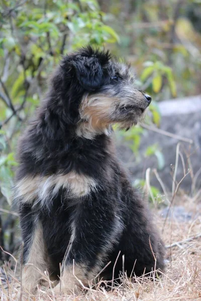 Primer Plano Vertical Perro Strobel Sentado Hierba Parque — Foto de Stock