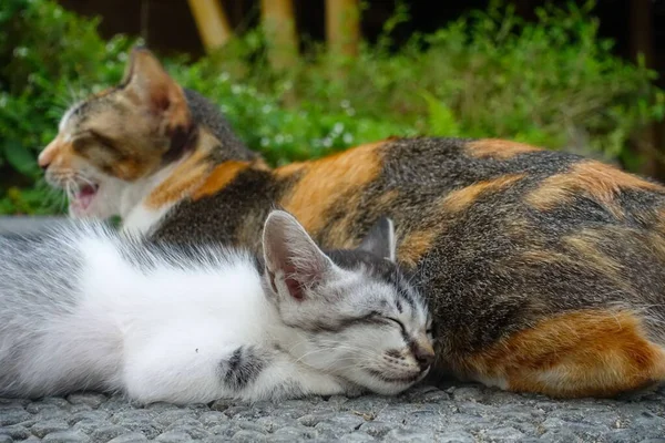 一只漂亮的两只猫肩并肩地休息着 — 图库照片