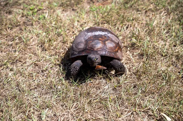 Eine Braune Schildkröte Auf Trockenem Gras — Stockfoto