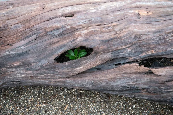 Растение Растущее Стволе Дерева Чили — стоковое фото