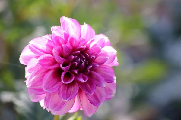 Gros Plan Une Fleur Rose Dahlia Pinnata — Photo