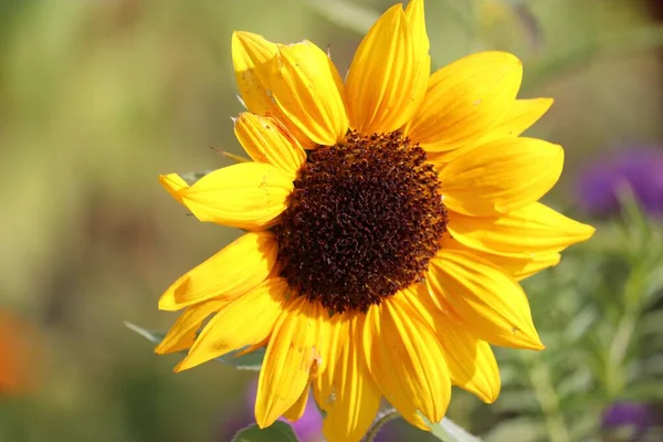 阳光灿烂的日子里 田野里一朵黄色的普通向日葵的特写 — 图库照片