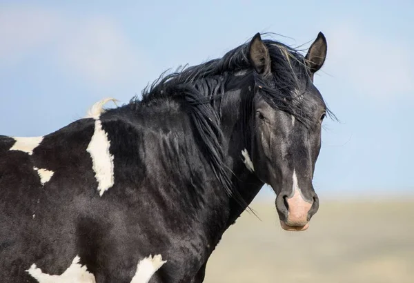 A black Mustang horse portrait and looking at the camera in McCullough Peaks Area in Cody, Wyoming