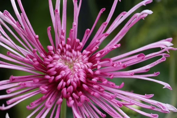 庭のピンク色のイソゴンの花の閉鎖 — ストック写真