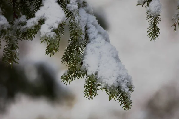 Zbliżenie Ujęcia Śniegu Gałęzi Drzewa Odizolowanego Rozmytym Tle — Zdjęcie stockowe