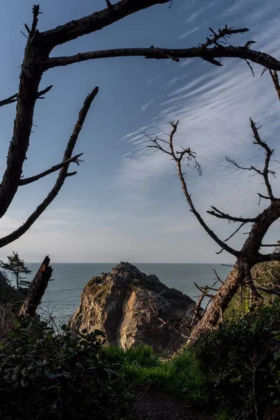 Una Vista Los Bosques Rodeados Hierba Fondo Del Mar — Foto de Stock