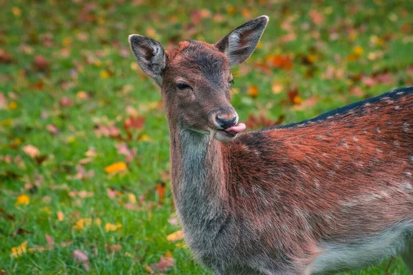 Tiro Close Cervo Europeu Pousio Colando Língua Para Fora Com — Fotografia de Stock