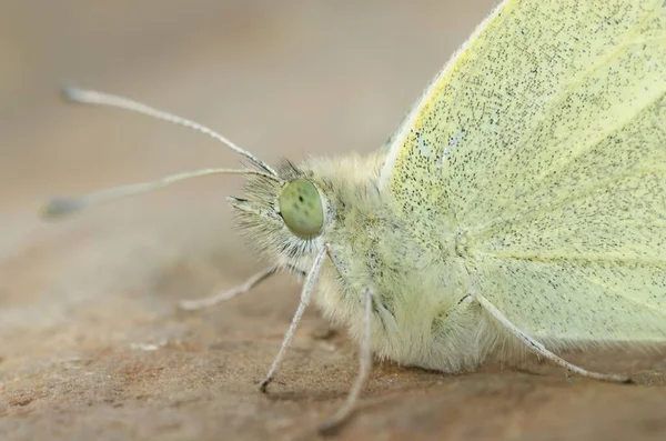 Een Macro Shot Van Groen Aderige Witte Vlinder Pieris Napi — Stockfoto