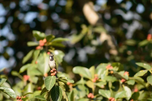 Malý Krásný Ptáček Sedící Větvičce Červeným Ovocem — Stock fotografie