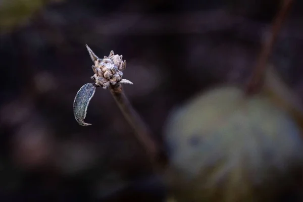 Euchiton Bitkisinin Seçici Bir Odak Noktasındaki Yakın Çekimi — Stok fotoğraf