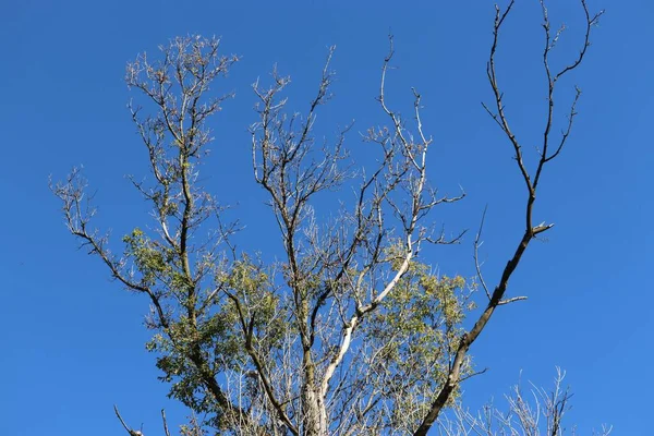 Die Äste Eines Verwitterten Baumes Auf Dem Hintergrund Des Strahlend — Stockfoto