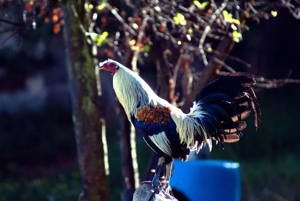 A yellow amber ivory fighting cock perching on a teepee in a game farm