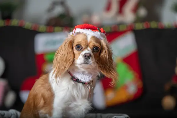 Kavalier King Charles Hund Weihnachten Gekleidet Vor Weihnachtlichem Hintergrund — Stockfoto
