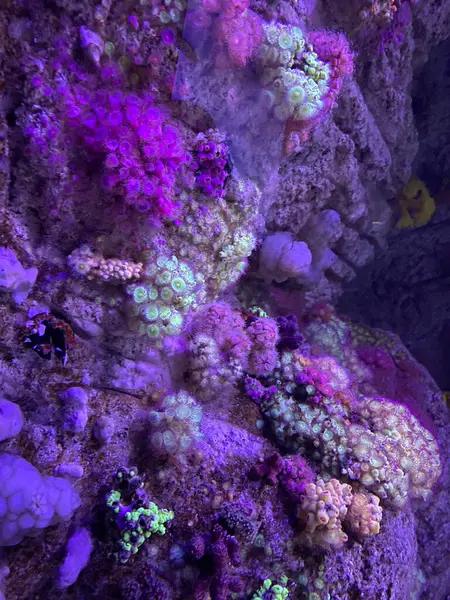 海の下の海藻の垂直ショット — ストック写真