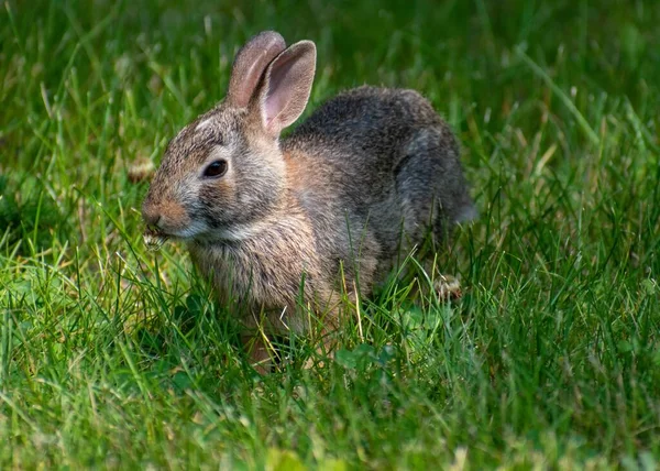 귀여운 토끼가 — 스톡 사진