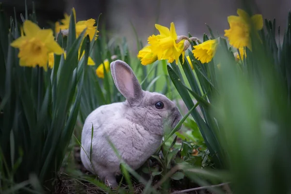 Conejo Gris Escondido Jardín Narcisos Amarillos —  Fotos de Stock