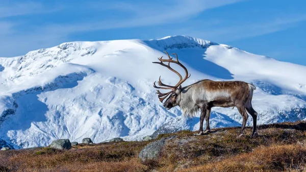 Vacker Ren Rangifer Tarandus Med Stora Horn Med Ett Snöigt — Stockfoto