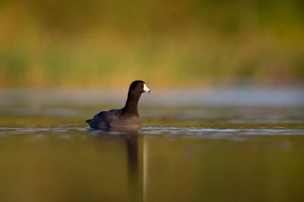 Ένα Μαύρο Αμερικάνικο Πουλί Που Κολυμπάει Στη Λίμνη — Φωτογραφία Αρχείου