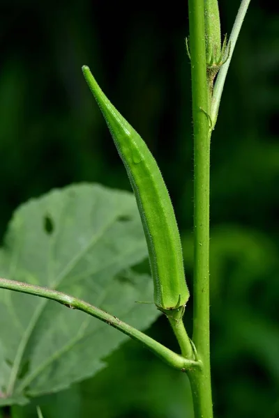 Vertikal Närbild Grön Okra Växt — Stockfoto