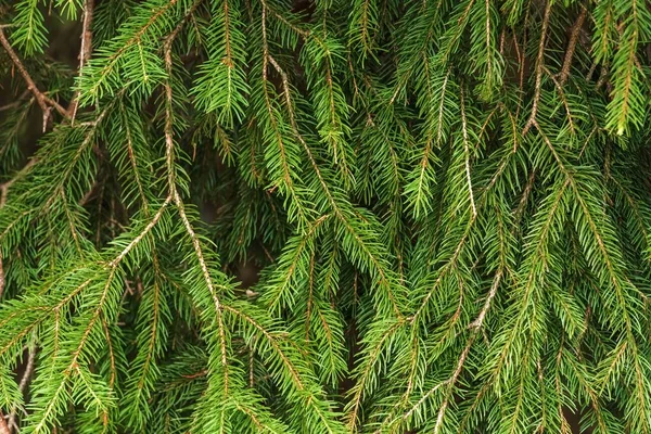 Eine Nahaufnahme Von Grünem Und Frischem Nadelholzwachstum — Stockfoto