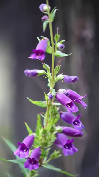 Vertical Shot Penstemon Flower — Stock Photo, Image