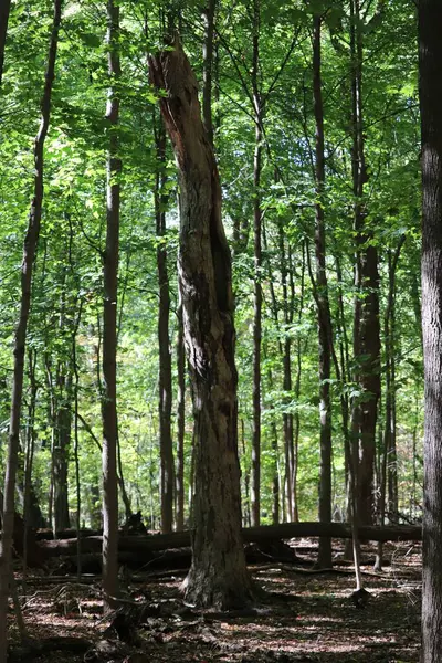 Ένα Κοντινό Πλάνο Του Bear Κλαδί Φύση Κέντρο Ηλιοφωτισμένα Δέντρα — Φωτογραφία Αρχείου