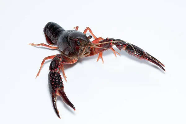 Een Closeup Van Een Krab Procambarus Clarkii Een Witte Achtergrond — Stockfoto