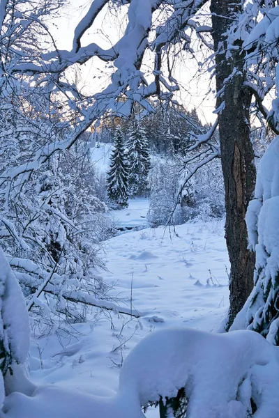Kış Boyunca Karla Kaplı Bir Ormanda Dikey Bir Ağaç Görüntüsü — Stok fotoğraf