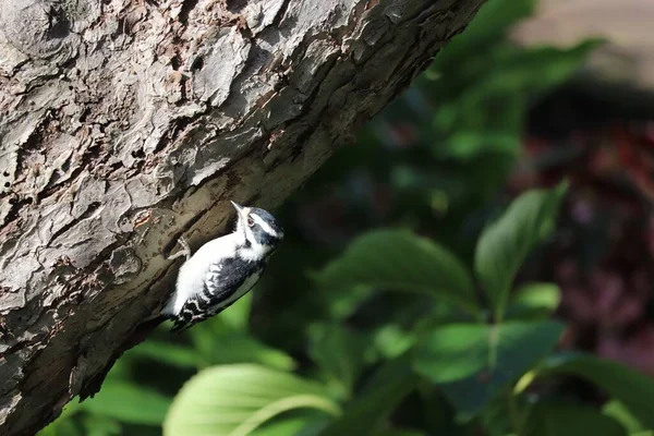 Small Downy Woodpecker Tree Trunk — Stock Photo, Image