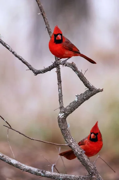 Vertical Shot Two Male Northern Cardinal Cardinalis Cardinalis Perched Leafless — Stock Photo, Image