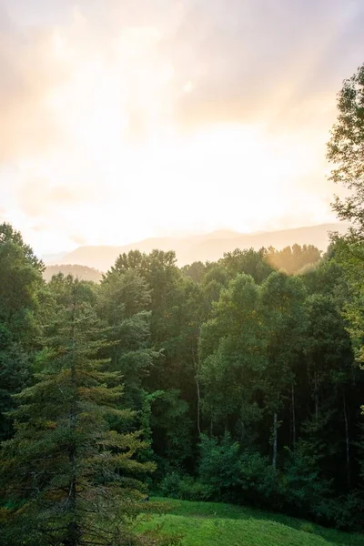 Plan Vertical Arbres Dans Une Forêt Lever Soleil — Photo