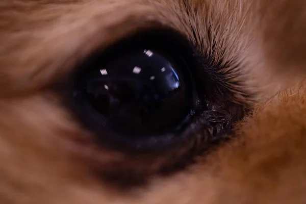 Closeup Eye Pomeranian Spitz — Stock Photo, Image