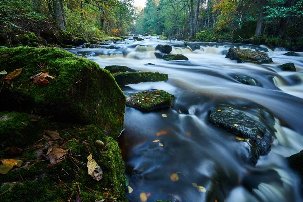River Running Forest — Stock Photo, Image